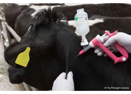 New foot-and-mouth disease vaccine licence granted